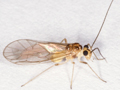 Stenopsocus immaculatus